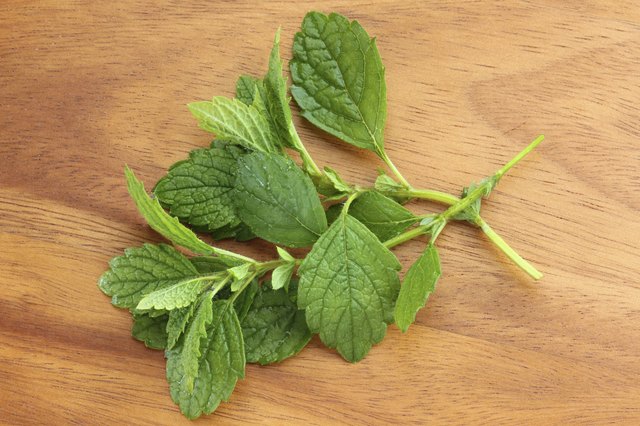 Freshly picked Lemon balm