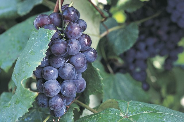 Grapes on vine