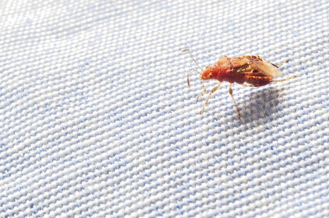 How Fast Can Bed Bugs Spread? | Livestrong.com