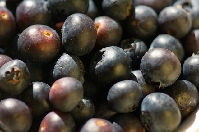 Close-up of blueberries