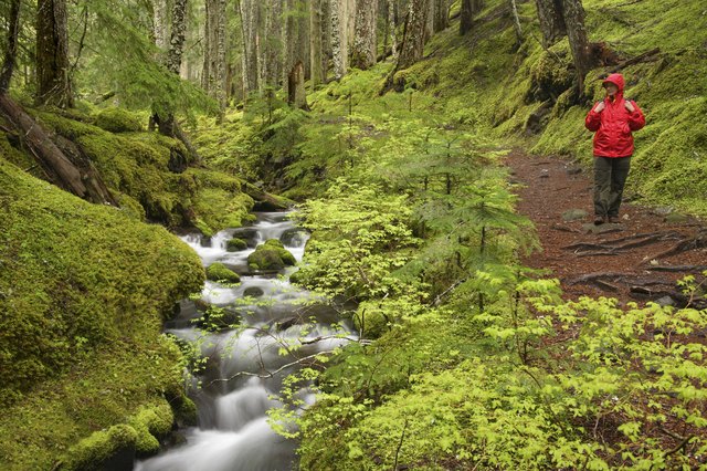 Ramona Creek Mount Hood Wilderness Oregon USA
