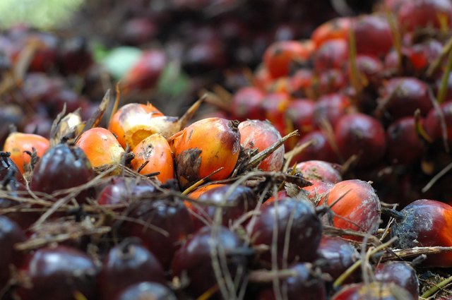 Fresh Palm Oil Fruit