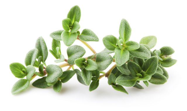 Thyme isolated on white background. Macro