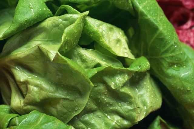 Close-up of head of lettuce