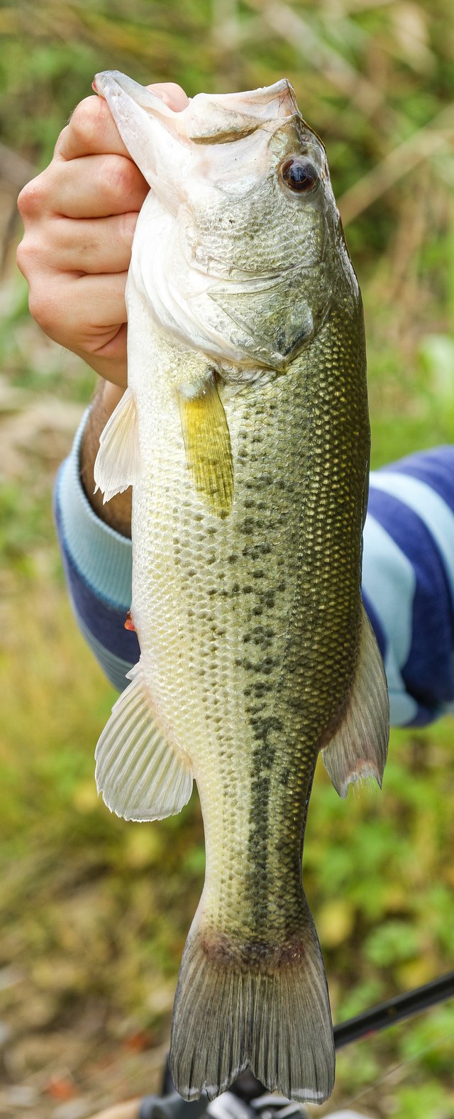 black bass
