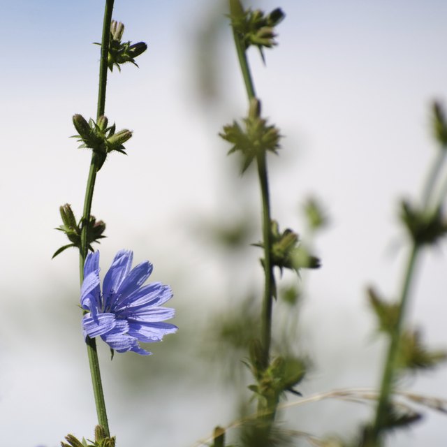 Chicory flower closeup