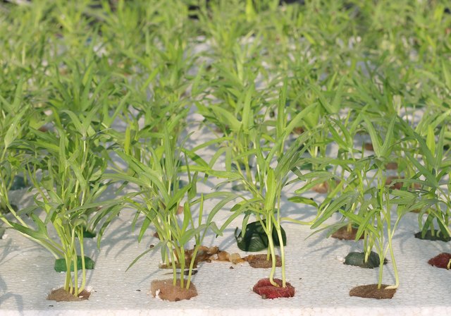 Fruits Hydroponics.