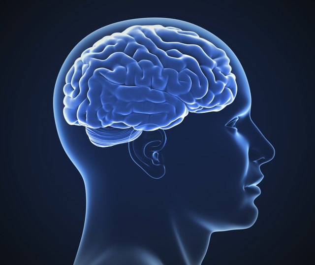 human brain x-ray