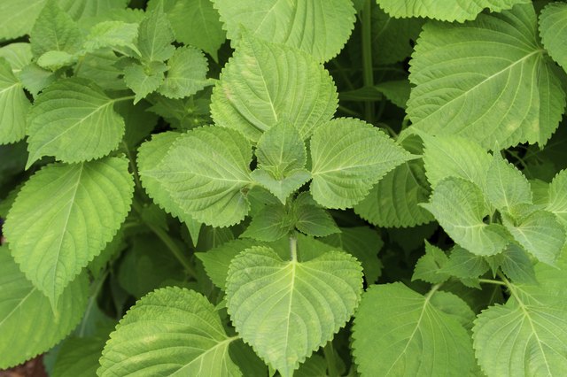 nutritional-content-of-perilla-leaves-livestrong