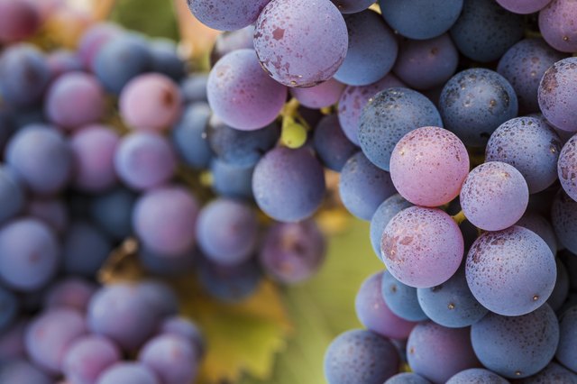 Pinot Noir grapes close-up