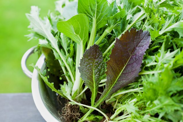 salad leaves with mizuna, lettuce, pakchoi, tatsoi, kale, spinach, mustard