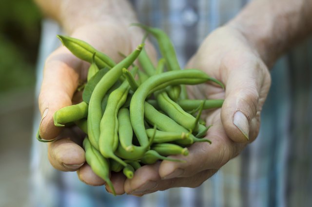 Fresh green beans from the garden.