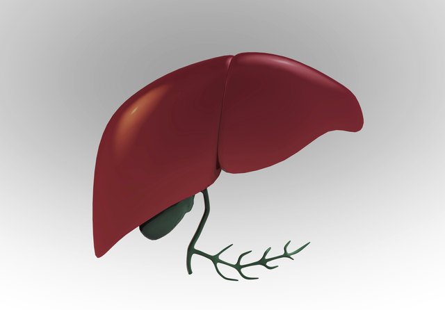 Human Liver Anatomy on white background
