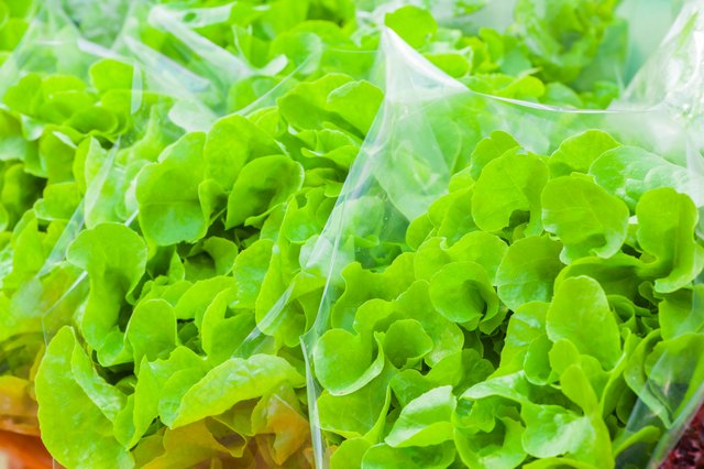 Fresh green lettuce