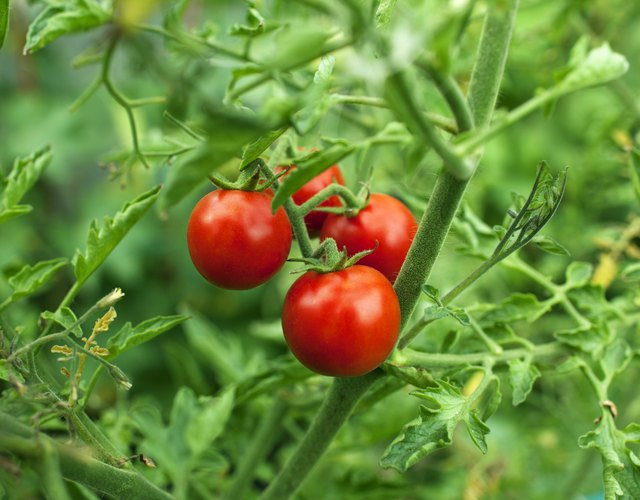 Cherry tomatoes