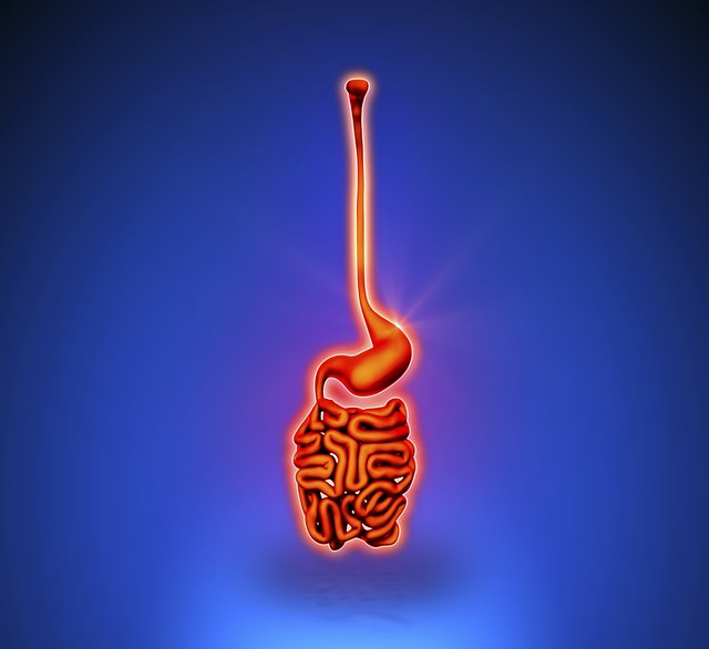 Stomach - Internal organs blue background