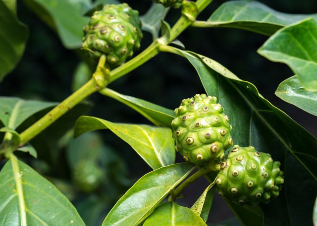 Fresh green Indean mulberry
