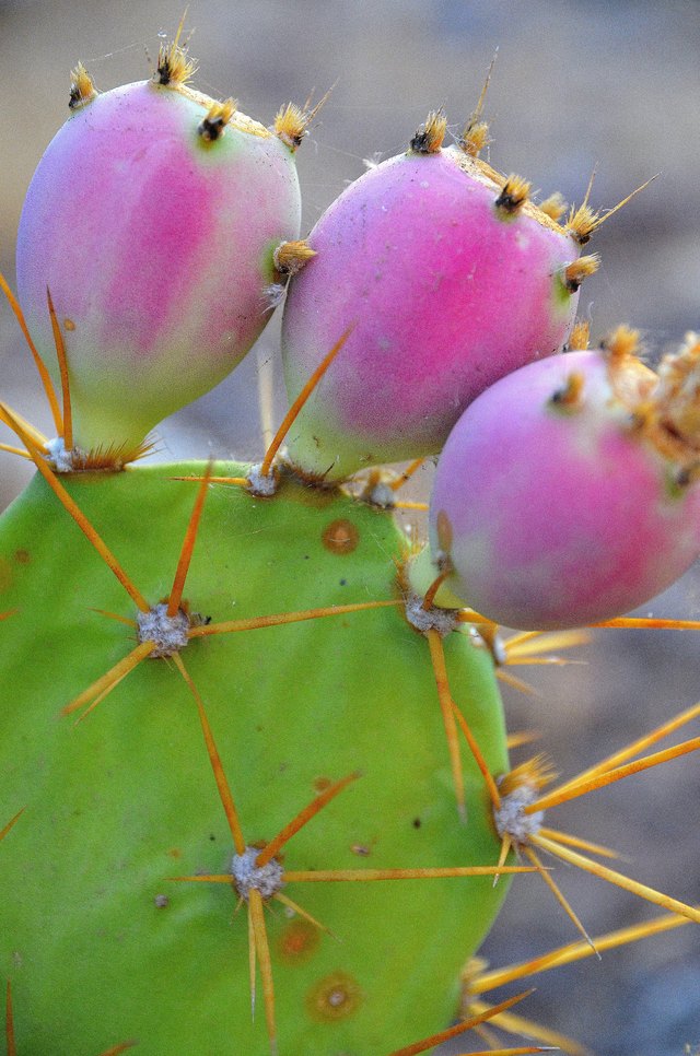 Nutrition Facts Of Nopal Cactus Livestrong