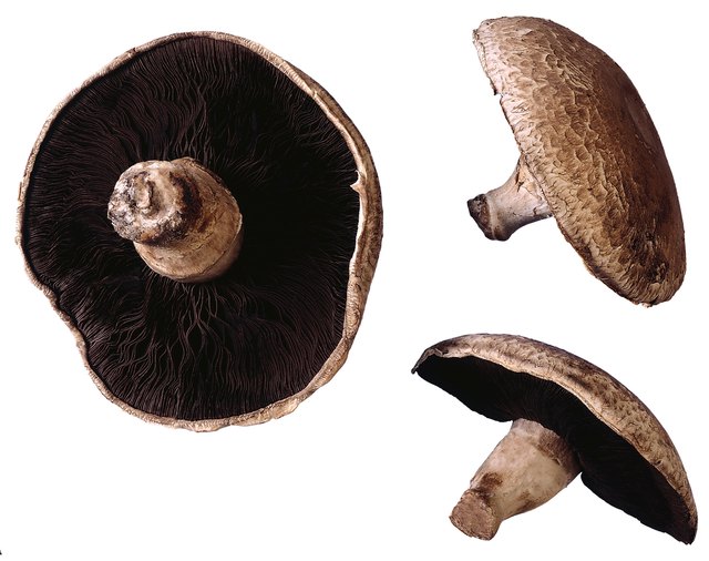 Portobello Mushroom Benefits | livestrong Portobello Mushroom Benefits | livestrong