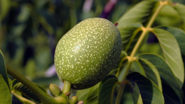 Green Walnuts