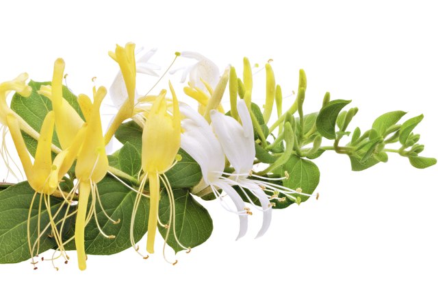 Flowering white-yellow Honeysuckle(Woodbine).Isolated
