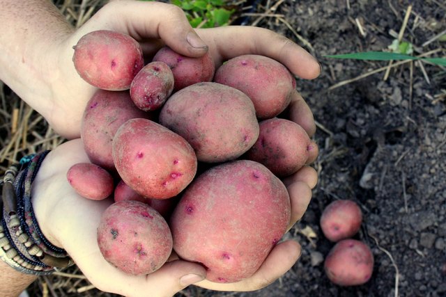 Are Red Potatoes Healthy? | livestrong