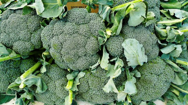 Freshly picked broccoli on display at a farmer's market.