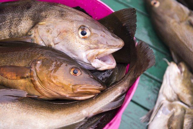 Fresh catch cod on boat, ocean and sea fishing, Iceland