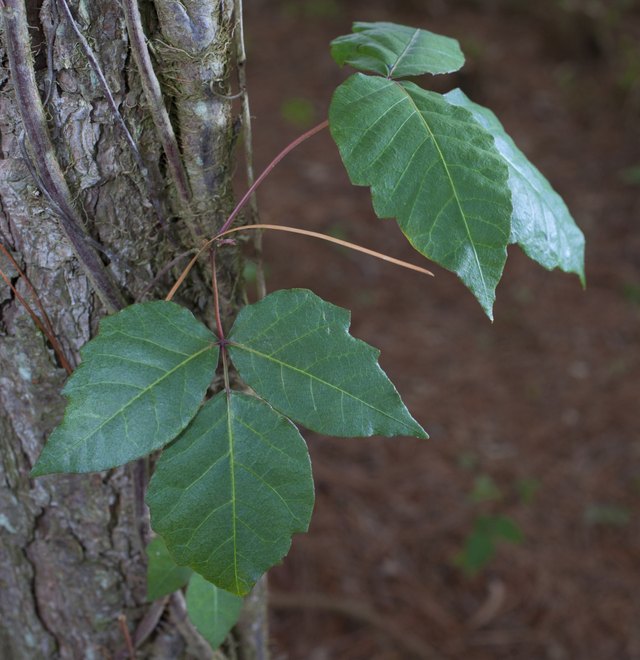 Poison ivy