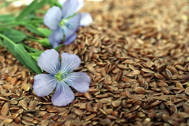 flax from blue flowers on seeds