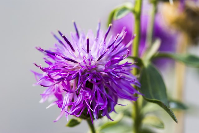 Prickly milk thistle in all its splendor