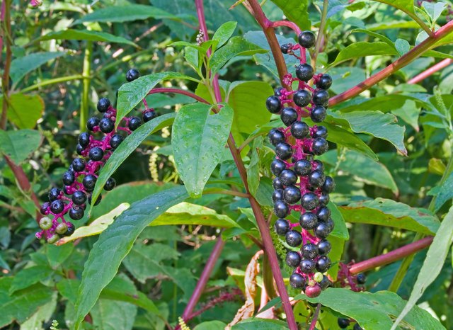 Pokeweed