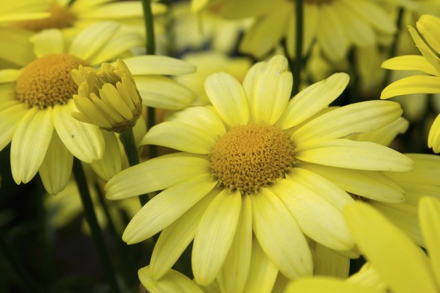 Close up of Arnica Flower