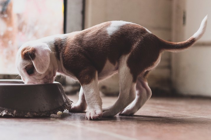Close-Up Of Puppy Eating Food At Home
