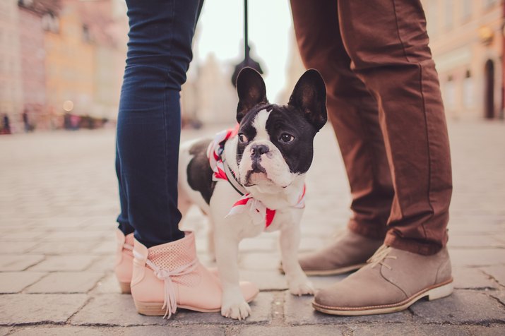 cute dog and couple