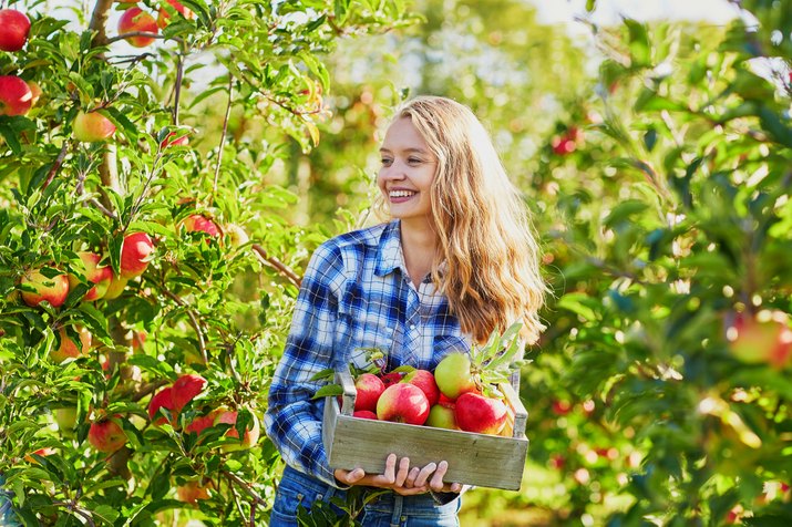 Young woman picking ripe organic apples