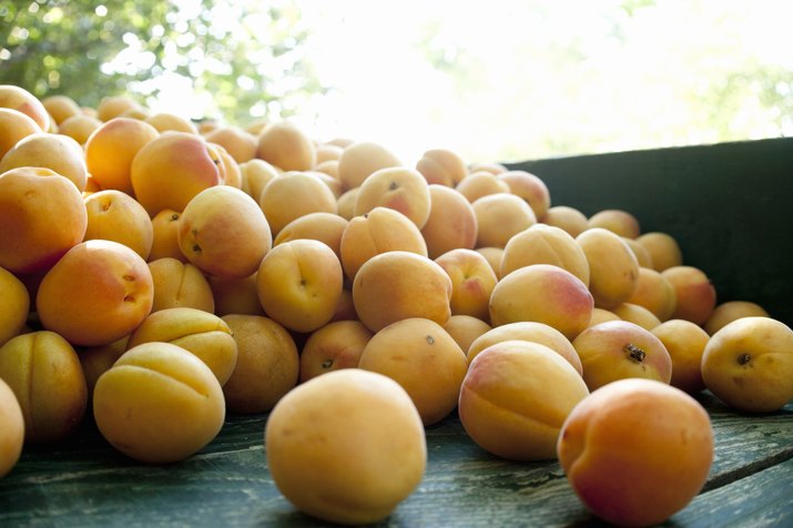 Wheelbarrow full of apricots in farm orchard