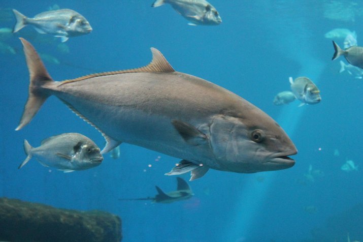 Bluefin tuna Thunnus thynnus underwater