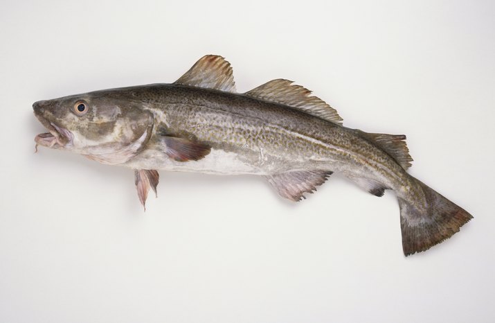 Freshly caught Atlantic Cod (Gadus morhua), side view.