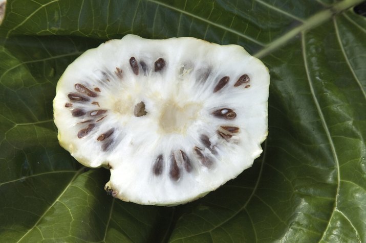 Noni fruit, Hilo, Hawaii, Big Island, USA