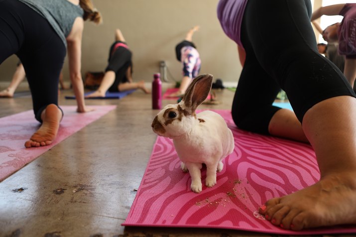 Bunny yoga