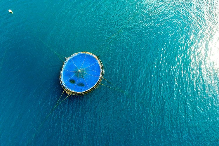 Omega Blue's deepwater fish pen in Baja