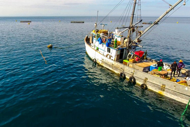 Fish pens in Baja