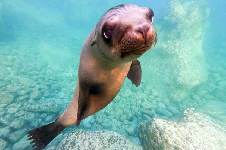 California Sea Lion pup